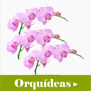 orquideas floricultura Chácara Califórnia