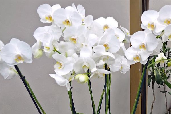 Orquideas phalaenopsis branca