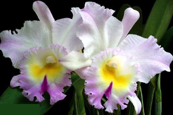 Orquídea Brassocattleya Pastoral Innocence