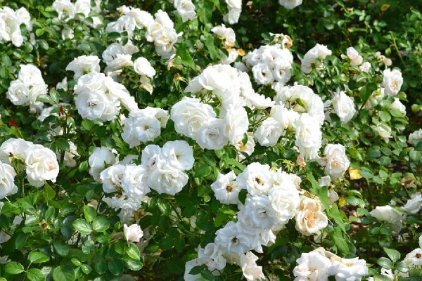 Rosas Brancas