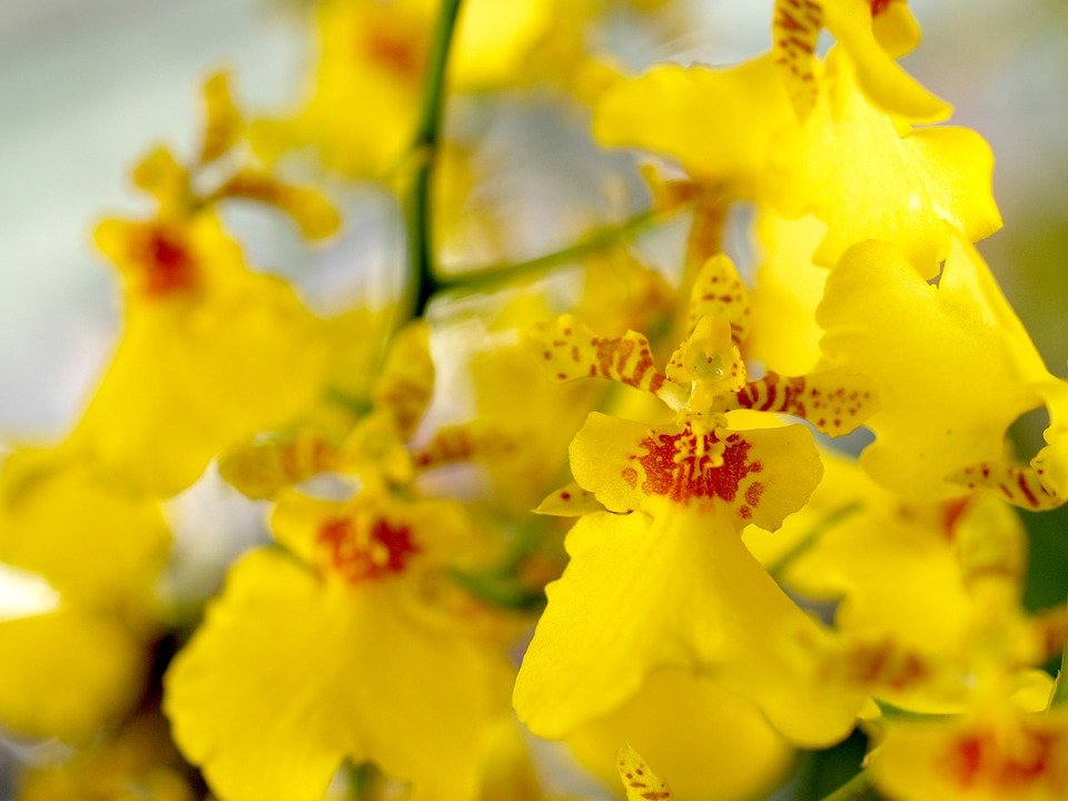 Presentes Para Bodas de Ouro - Orquídea Chuva de Ouro