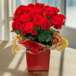 begonia-vermelha-rajada-no-vaso