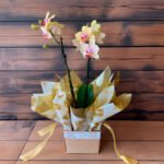 Mini Orquidea Amarela