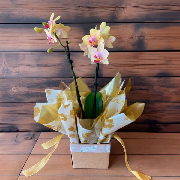 mini-orquidea-amarela-3